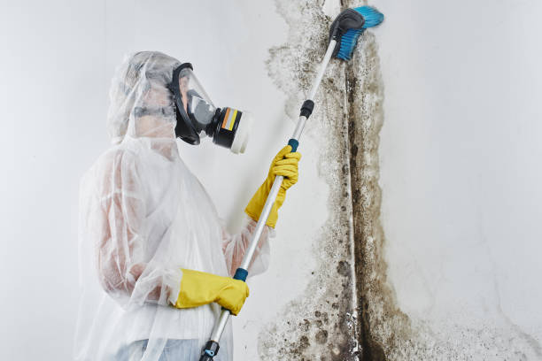Best Mold Damage Repair  in Park Rapids, MN