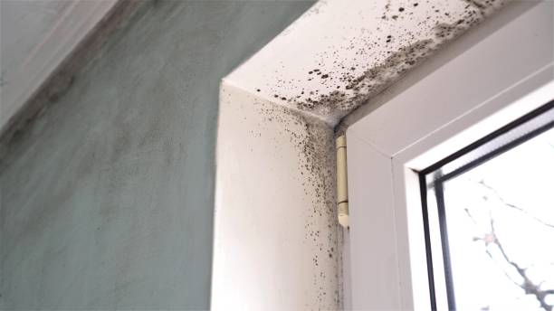 Best Black Mold Removal  in Park Rapids, MN