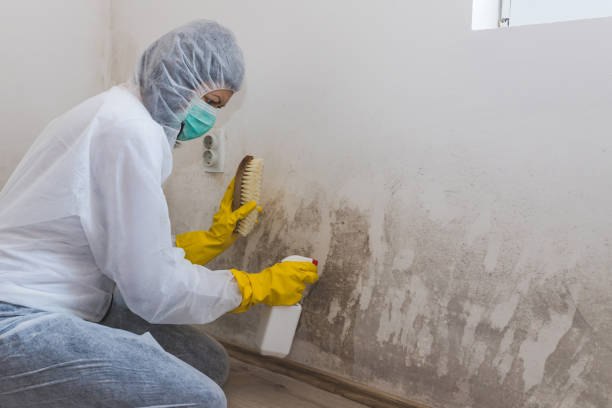 Best Mold Remediation  in Park Rapids, MN