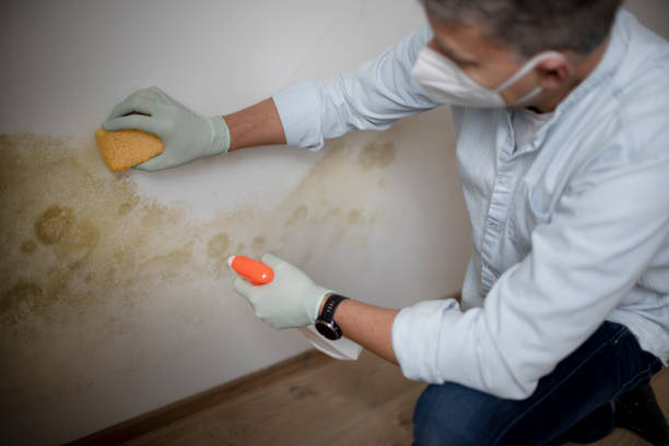 Best Emergency Mold Removal  in Park Rapids, MN