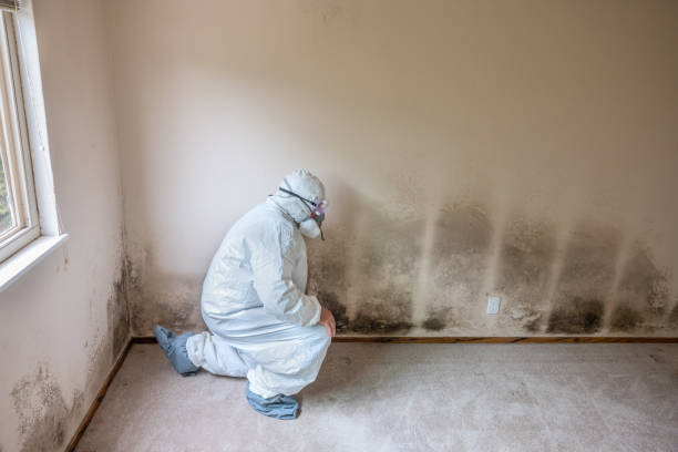 Best Mold Cleaning Services  in Park Rapids, MN