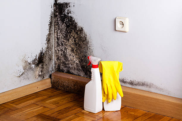 Best Toxic Mold Removal  in Park Rapids, MN