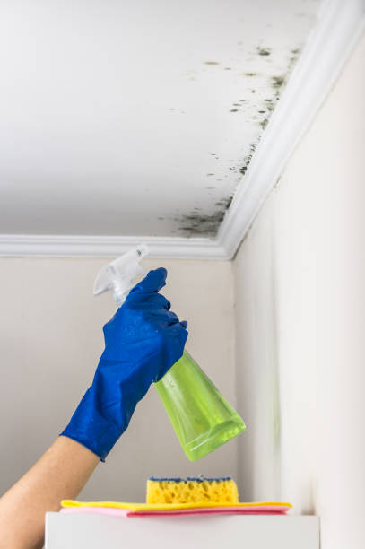 Best Best Mold Removal Companies  in Park Rapids, MN