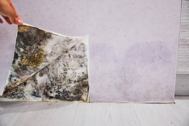 Best Residential Mold Removal  in Park Rapids, MN